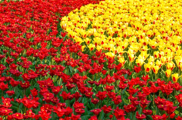 Vackra röda och gula tulpaner. natur bakgrund. — Stockfoto