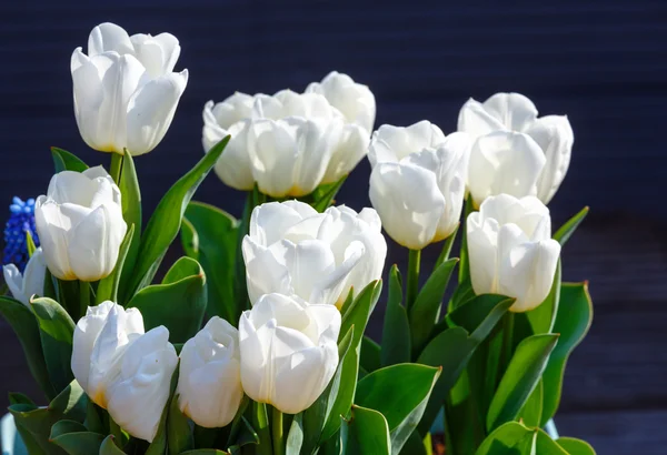 Piękne białe tulipany zbliżenie. — Zdjęcie stockowe