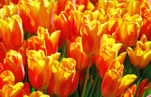 Beautiful red-yellow tulips close-up. — Stock Photo, Image