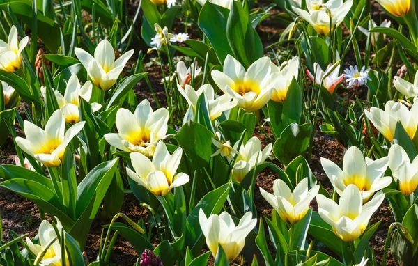 Piękne białe tulipany z bliska. — Zdjęcie stockowe