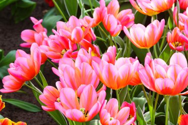 güzel pembe laleler portre.