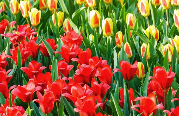 Spring red and yellow tulips close-up. — Stock Photo, Image