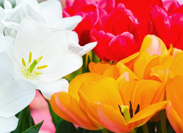 Veelkleurige tulpen close-up in voorjaar park. — Stockfoto