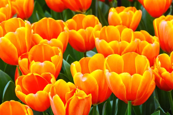 Multicolored tulips in spring park. — Stock Photo, Image