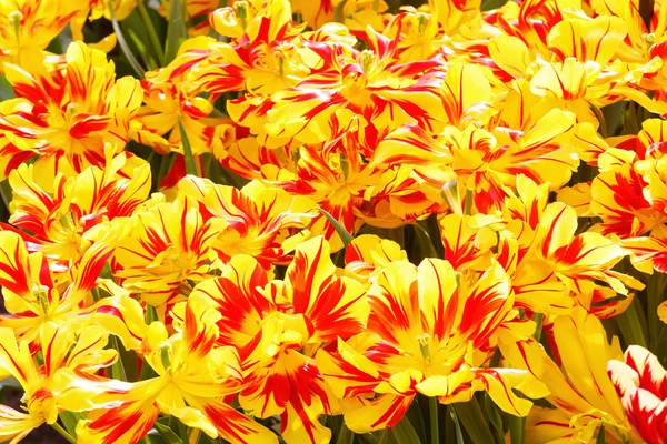 Tulipes jaunes-rouges printanières close-up . — Photo