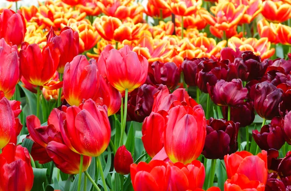 Spring red and yellow tulips close-up. — Stock Photo, Image