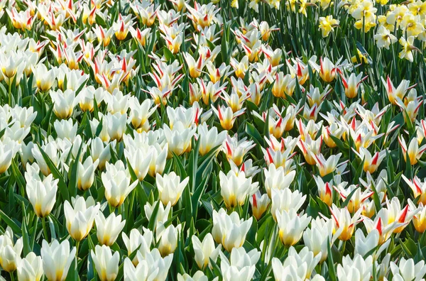 Belles tulipes blanches et narcisses en gros plan . — Photo