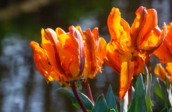 Tulipes multicolores dans le parc de printemps . — Photo