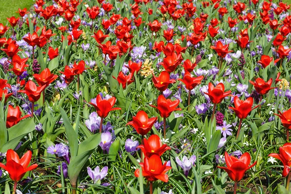 Spring red tulips and purple crocuses (closeup) — Stock Photo, Image
