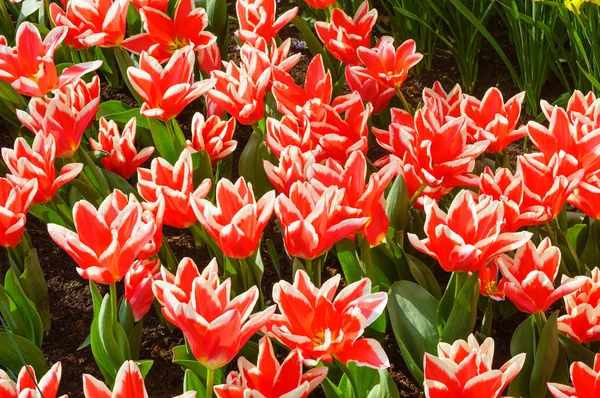 Beautiful red-white tulips (closeup) — Stock Photo, Image