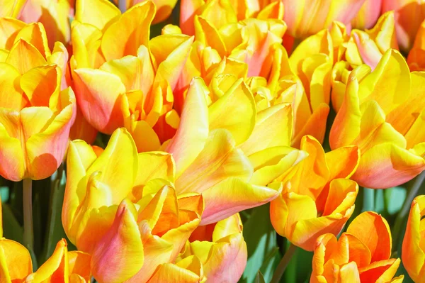 Bonitas tulipas vermelho-amarelas close-up . — Fotografia de Stock