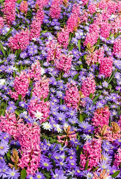 Spring pink hyacinths and blue flowers (closeup) — Stock Photo, Image