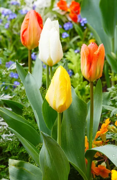 Hermosos tulipanes varicolores. Fondo de naturaleza . —  Fotos de Stock