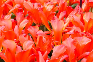 güzel kırmızı lale (portre)