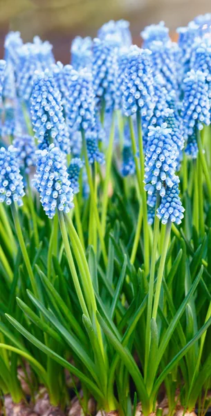 Flowers spring background — Stock Photo, Image