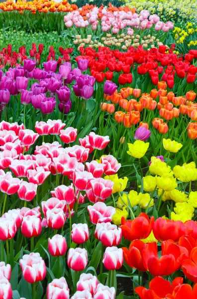 Tulipes multicolores sur le lit de fleurs de printemps . — Photo