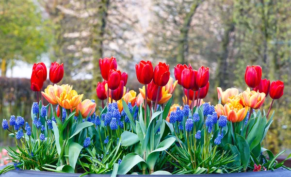 Veelkleurige bloemen op lente flowerbed. — Stockfoto