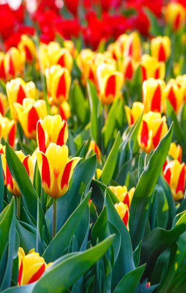 Primavera amarelo-vermelho tulipas close-up . — Fotografia de Stock