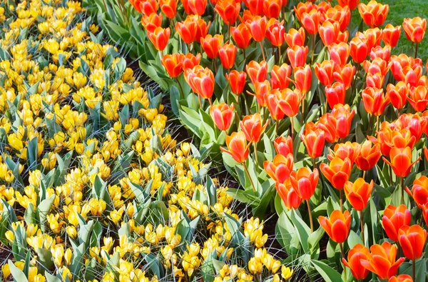 Spring red tulips and yellow crocuses (macro) — Stock Photo, Image