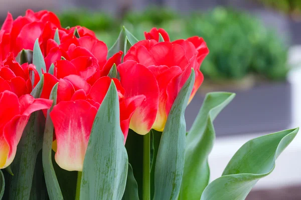 Hermosos tulipanes rojos primer plano —  Fotos de Stock
