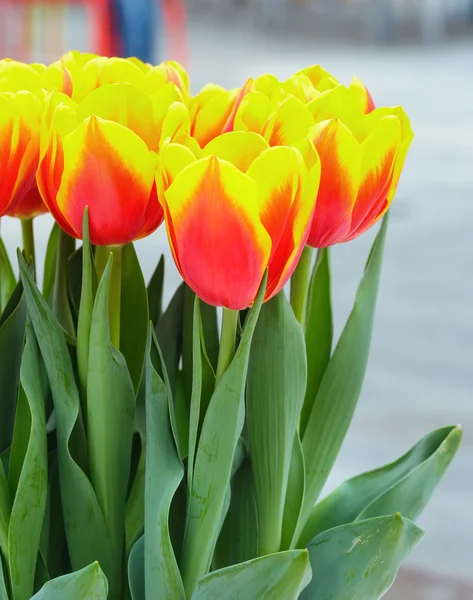 Bouquet tulipes rouge-jaune — Photo