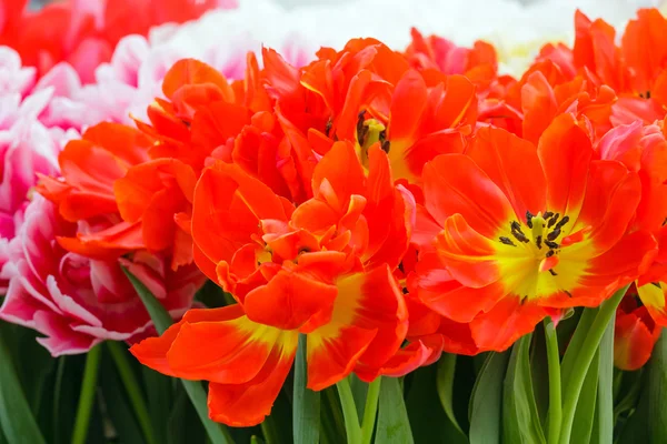 Hermosos tulipanes rojos (primer plano ) — Foto de Stock