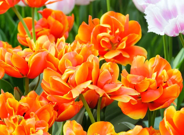 Tulipanes multicolores en el parque de primavera . — Foto de Stock