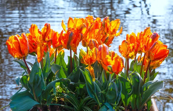 Multicolored tulips in spring park. — Stock Photo, Image