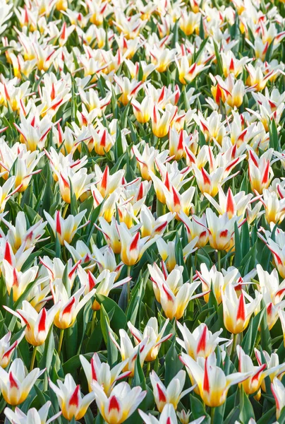 Hermosos tulipanes blancos de cerca . — Foto de Stock