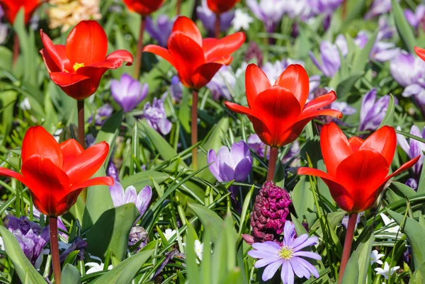 Tulipani rossi primaverili e crochi viola (primo piano ) — Foto Stock