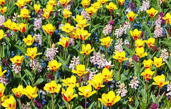 Spring yellow-red tulips and pink hyacinths (background). — Stock Photo, Image