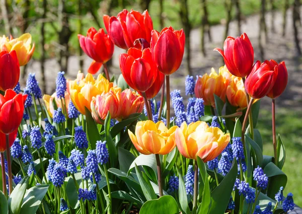 Multicolored flowers on spring flowerbed. — Stock Photo, Image