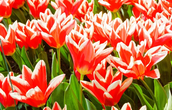 Hermosos tulipanes rojo-blancos (primer plano ) — Foto de Stock