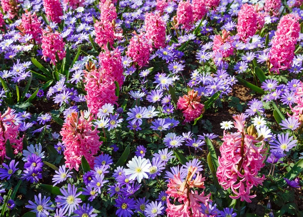 Spring pink hyacinths and blue flowers (closeup) — Stock Photo, Image