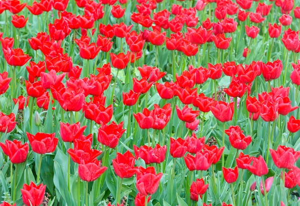 Krásné červené tulipány (detail) — Stock fotografie