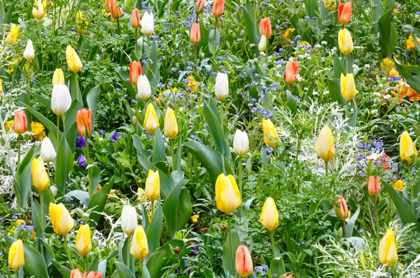 Beautiful varicolored tulips. Nature background. — Stock Photo, Image