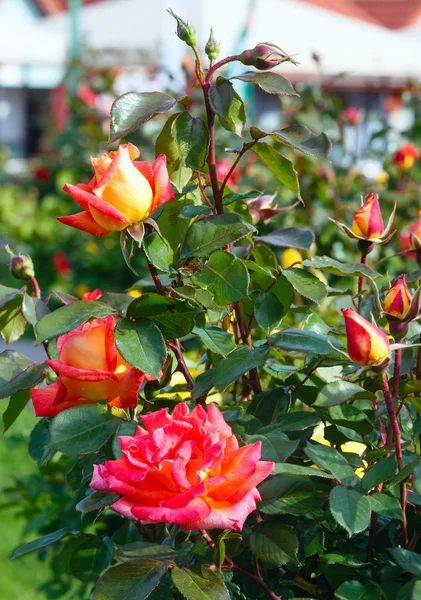 Jarní Bushovy červené květy růže — Stock fotografie