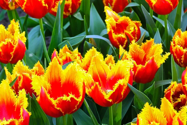 Tulipes jaunes-rouges printanières close-up . — Photo