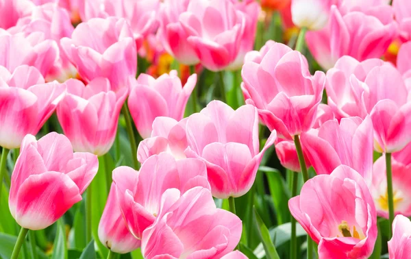 Beautiful pink tulips closeup. — Stock Photo, Image