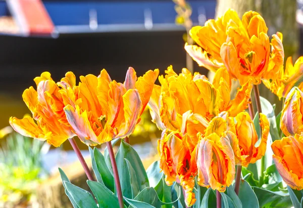 Tulipes jaunes dans le parc printanier . — Photo