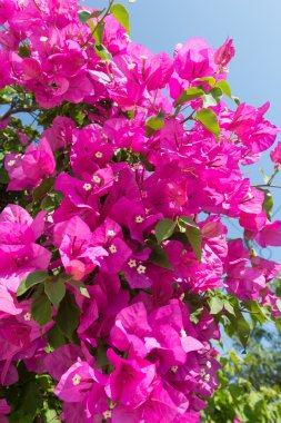 Çiçek açan ağaç