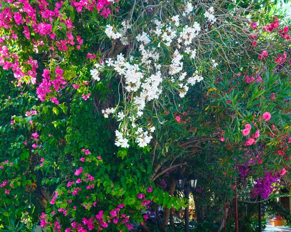 Árvore de floração — Fotografia de Stock