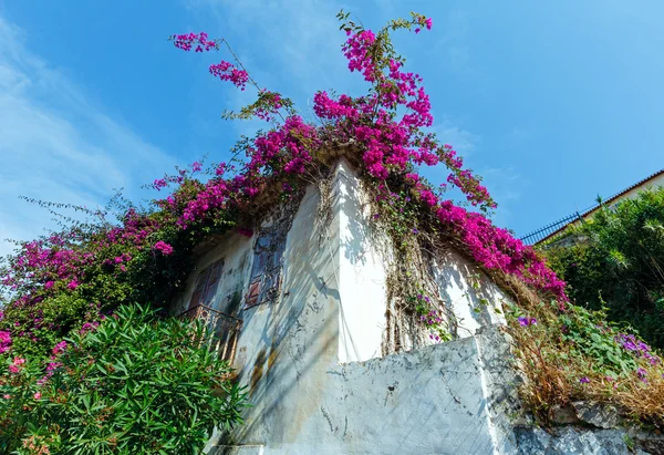 Blommande träd på taket — Stockfoto