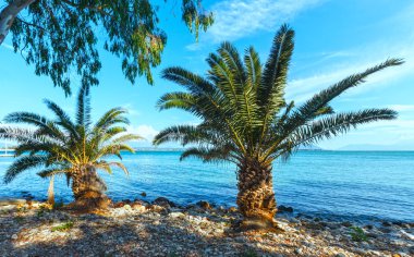 yaz plaj (Yunanistan palmiye ağacı)