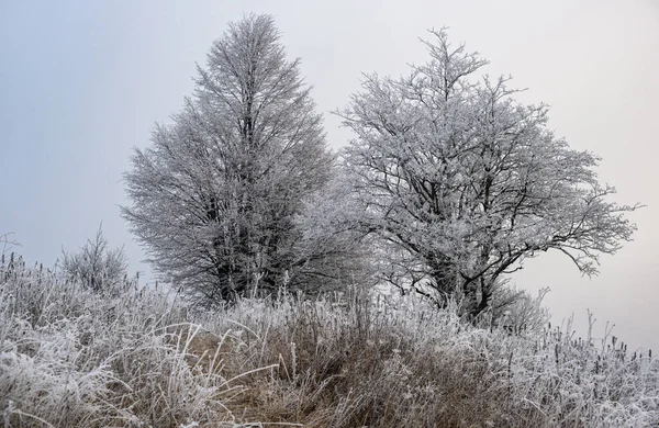 겨울이 지방의 시골에서는 늦가을에 경사지에 서리가 내리는 수있다 우크라이나 카르파티아 — 스톡 사진