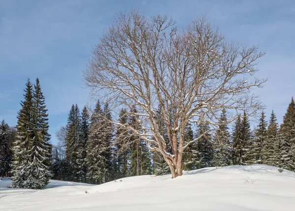 Winterabgelegene Alpine Bergdörfer Rande Hügel Auf Dem Land Wälder Und — Stockfoto