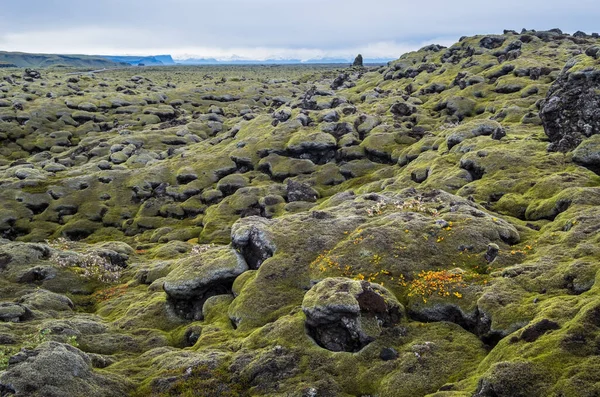 Paesaggi Campi Lava Verde Autunnale Vicino Fjadrargljufur Canyon Islanda Muschio — Foto Stock