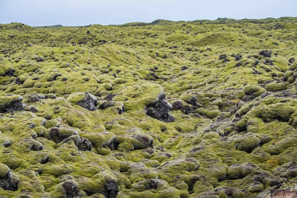 Escénicos Campos Lava Verde Otoñal Cerca Del Cañón Fjadrargljufur Islandia —  Fotos de Stock