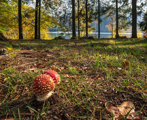 Amanita Pilze Auf Einer Waldwiese Ufer Des Malerischen Sees Vilshany — Stockfoto