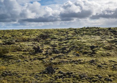 İzlanda 'daki Fjadrargljufur Kanyonu yakınlarındaki yeşil sonbahar lav tarlaları. Volkanik lav taşlarında yeşil yosun. Laki volkanı patlamasından sonra eşsiz lav alanları büyüyor..